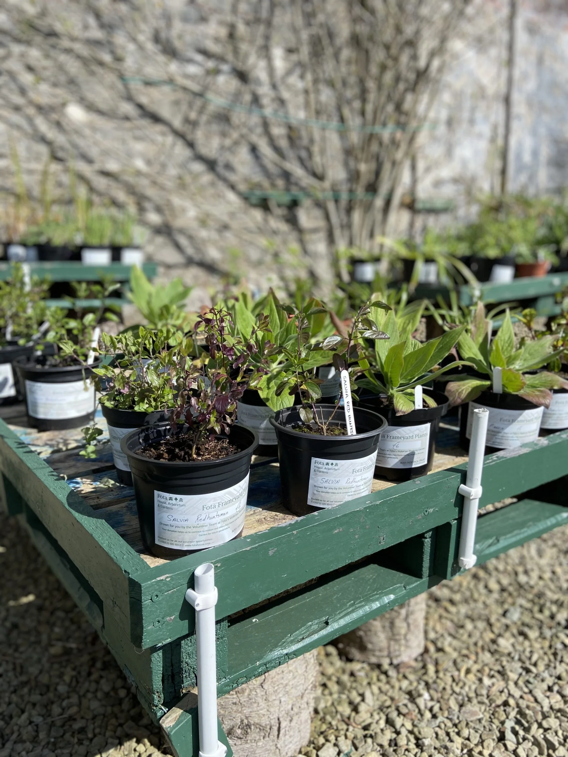 Fota House Plant & Garden Fair Fota House