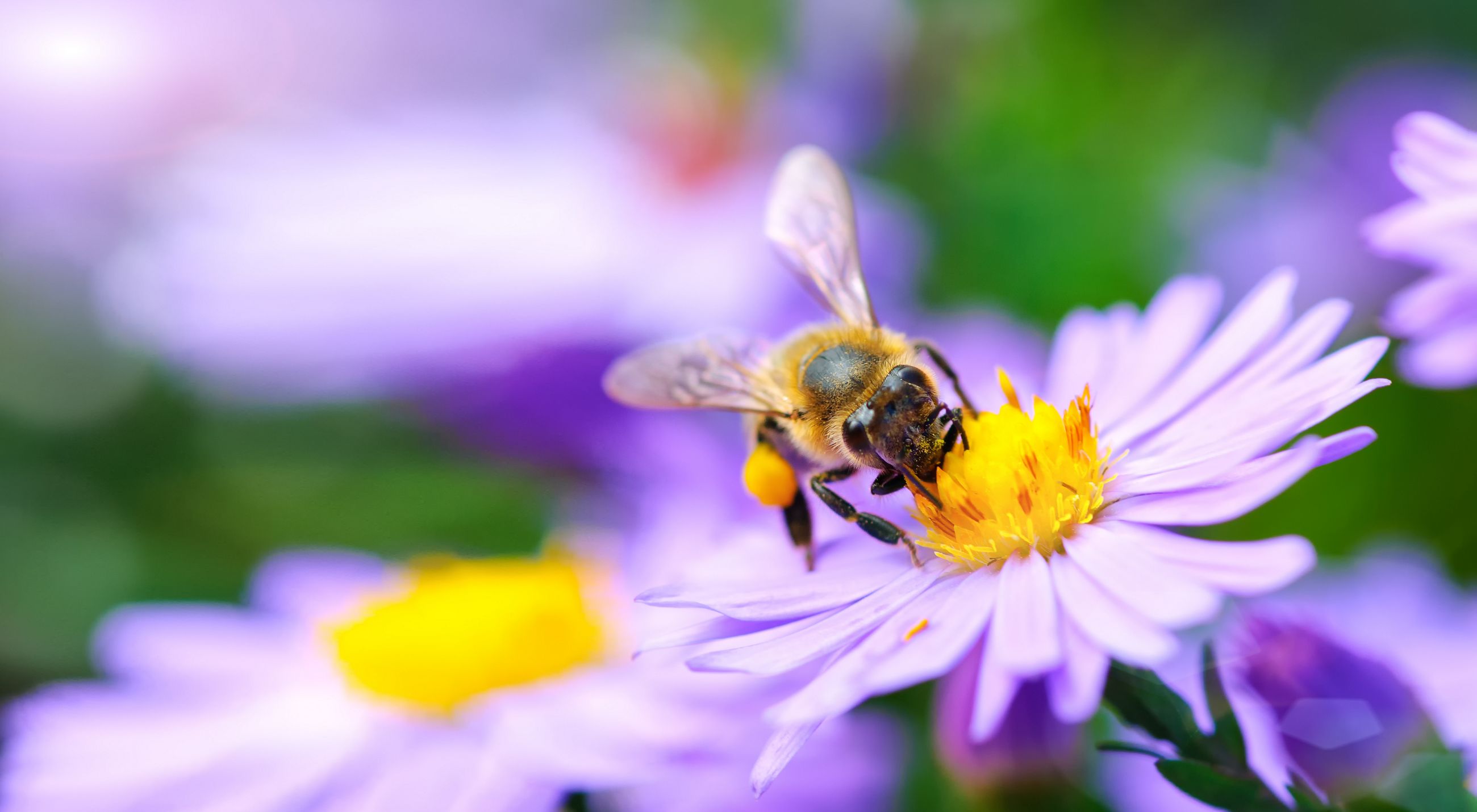 A bee with some purple flowers in the background